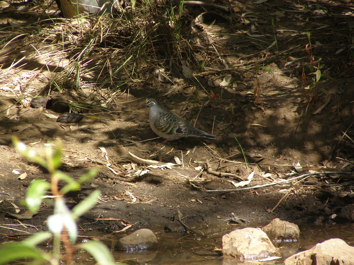 Common Bronzewing - Lindsay Popple