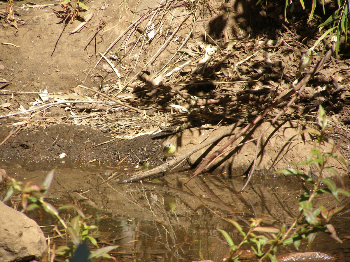 Gray-headed Honeyeater - Lindsay Popple