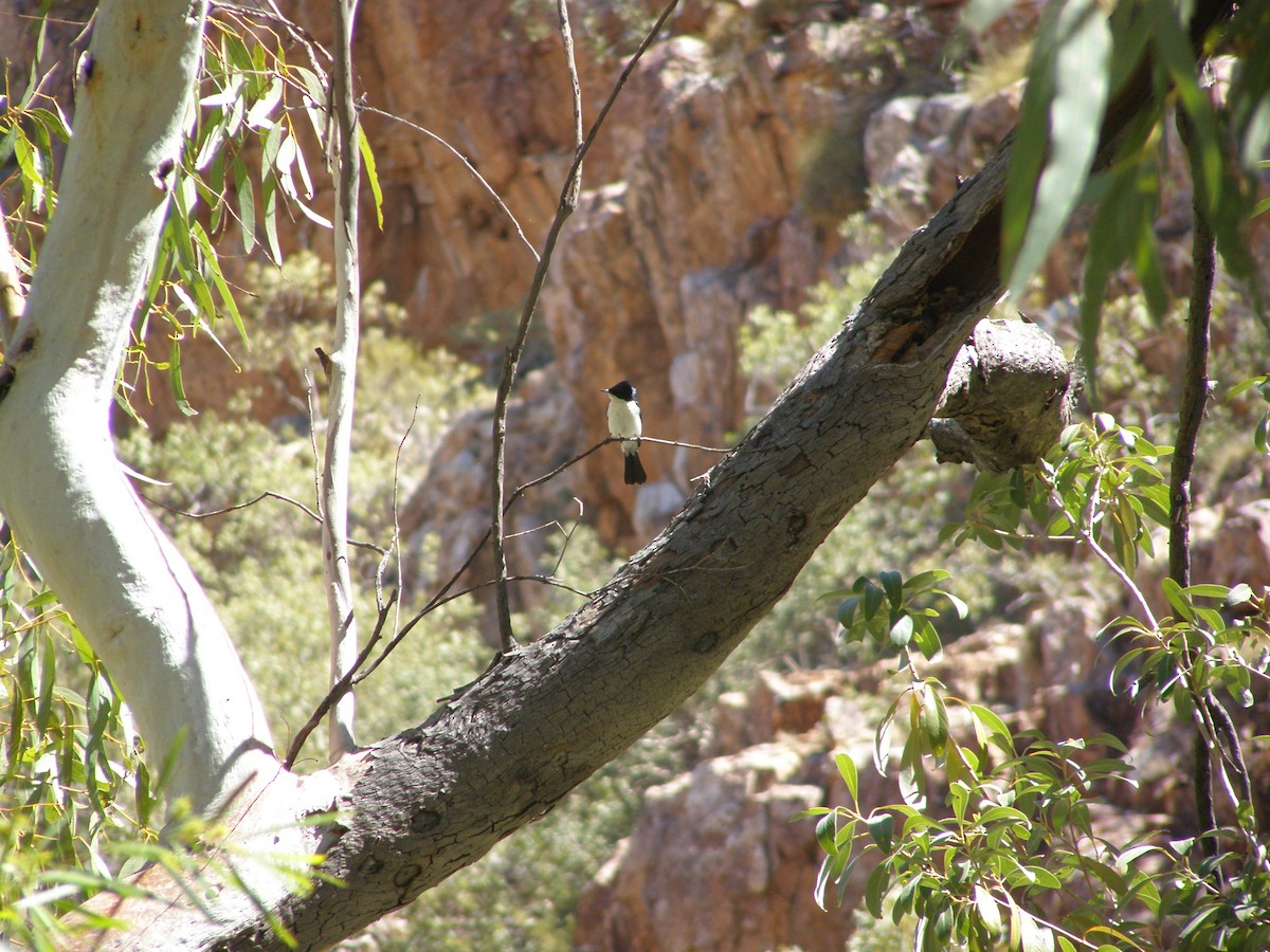 Paperbark Flycatcher - ML266478391