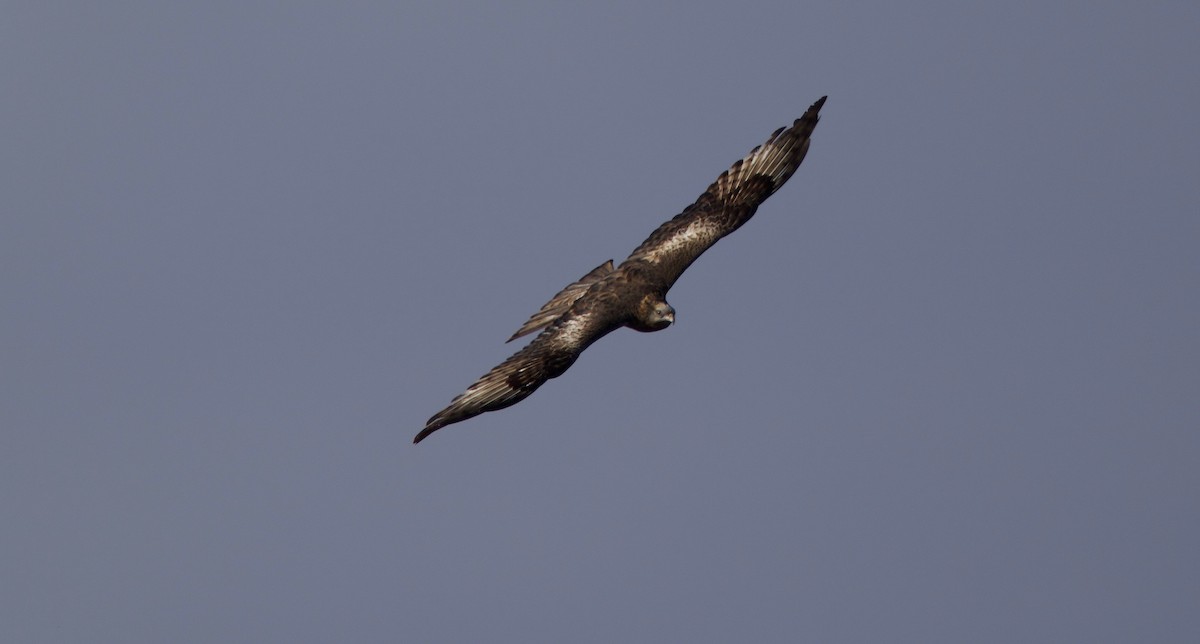 Square-tailed Kite - ML266481601