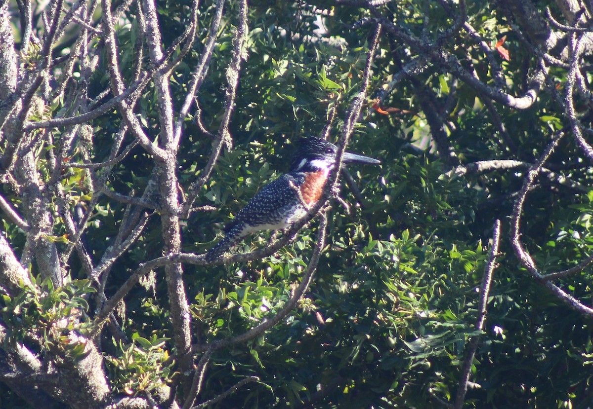 Giant Kingfisher - Francois Matthee