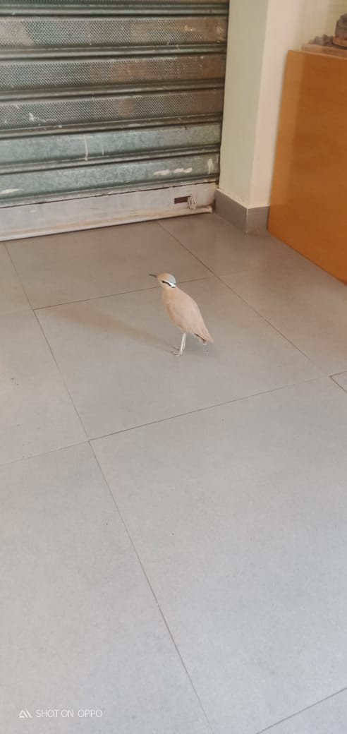 Cream-colored Courser - ML266482381