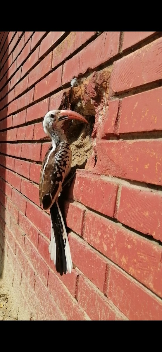 Northern Red-billed Hornbill - Sun Madakan