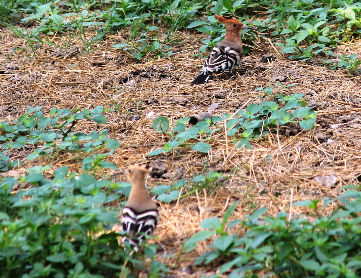 Eurasian Hoopoe - ML266483101