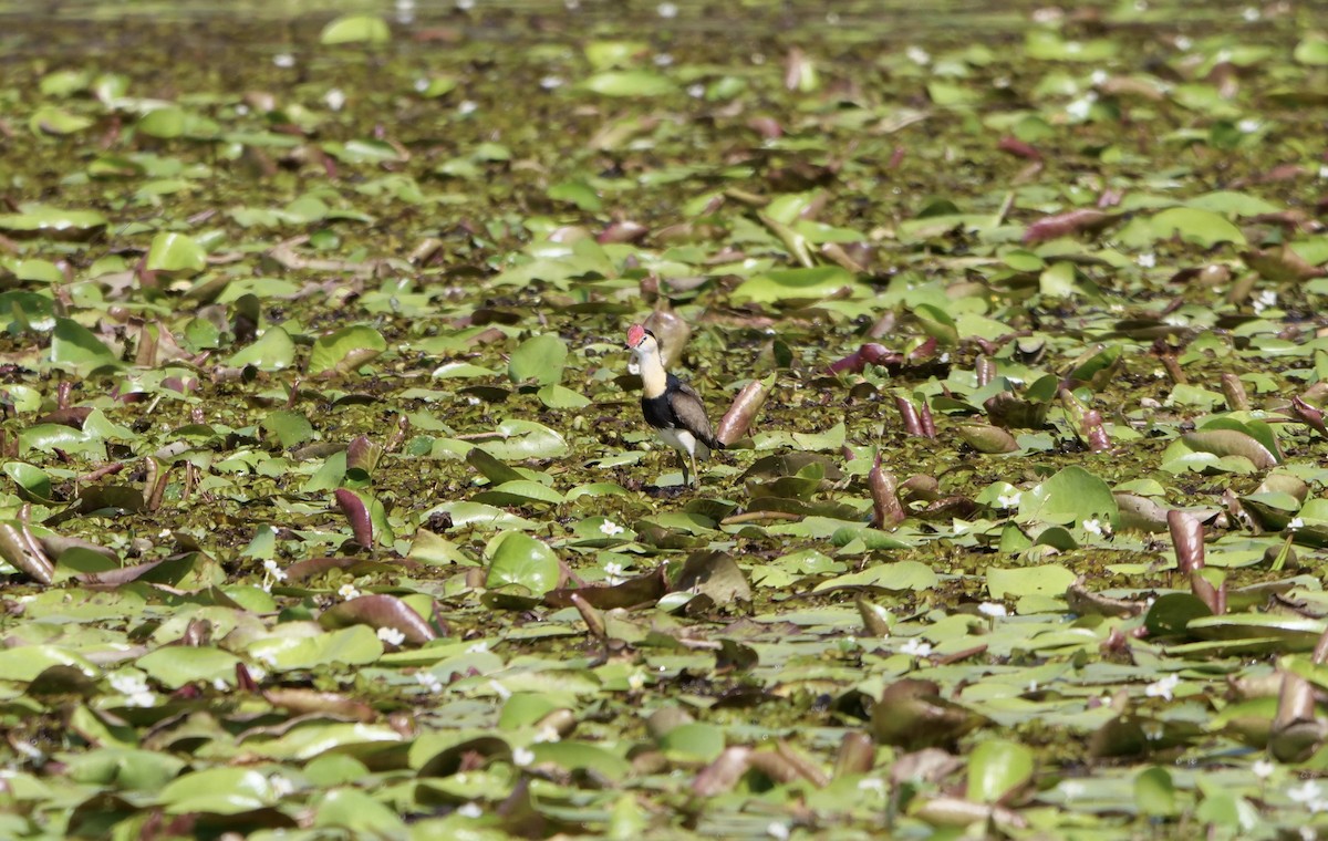 Comb-crested Jacana - ML266483311