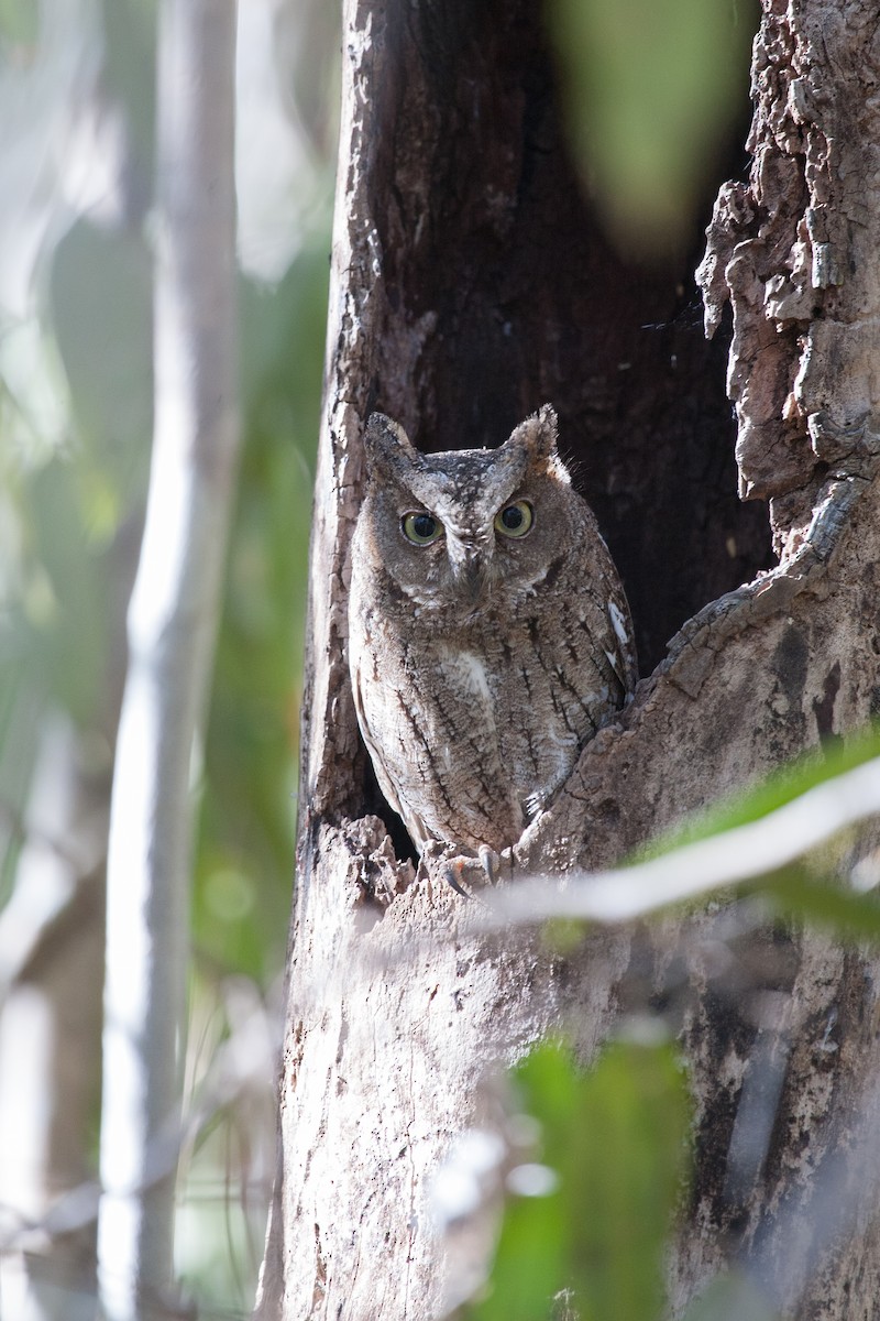 Madagascar Scops-Owl (Torotoroka) - ML266483691