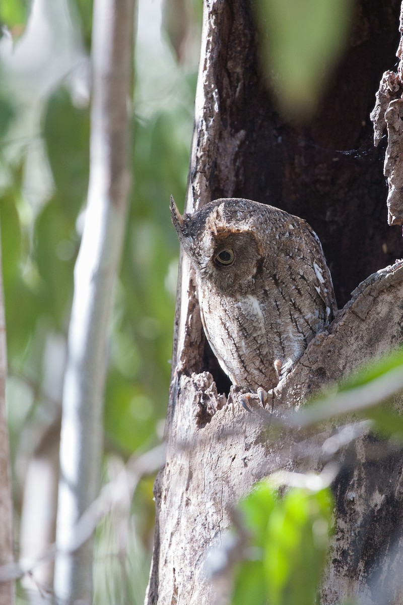 Madagascar Scops-Owl (Torotoroka) - ML266483721