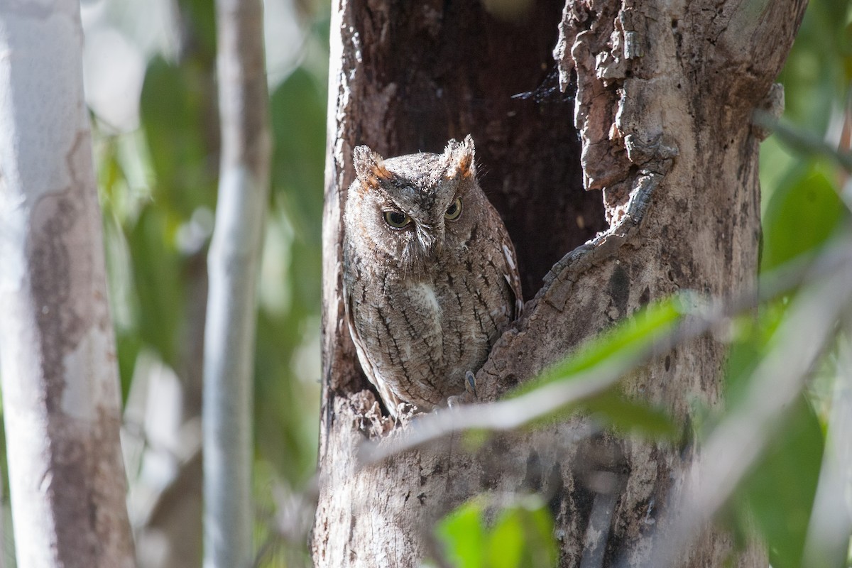 Madagascar Scops-Owl (Torotoroka) - Simon Colenutt
