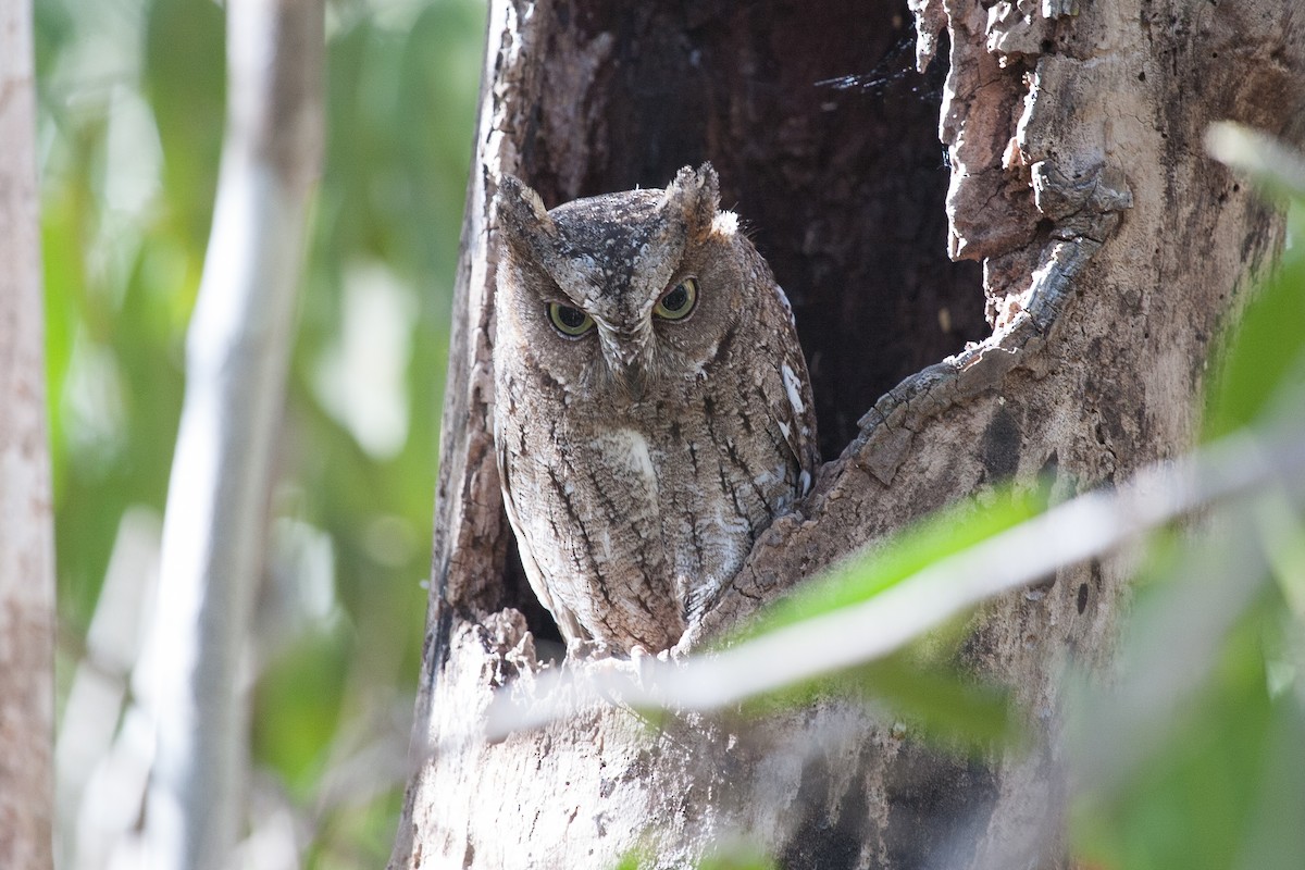 Madagascar Scops-Owl (Torotoroka) - ML266483741