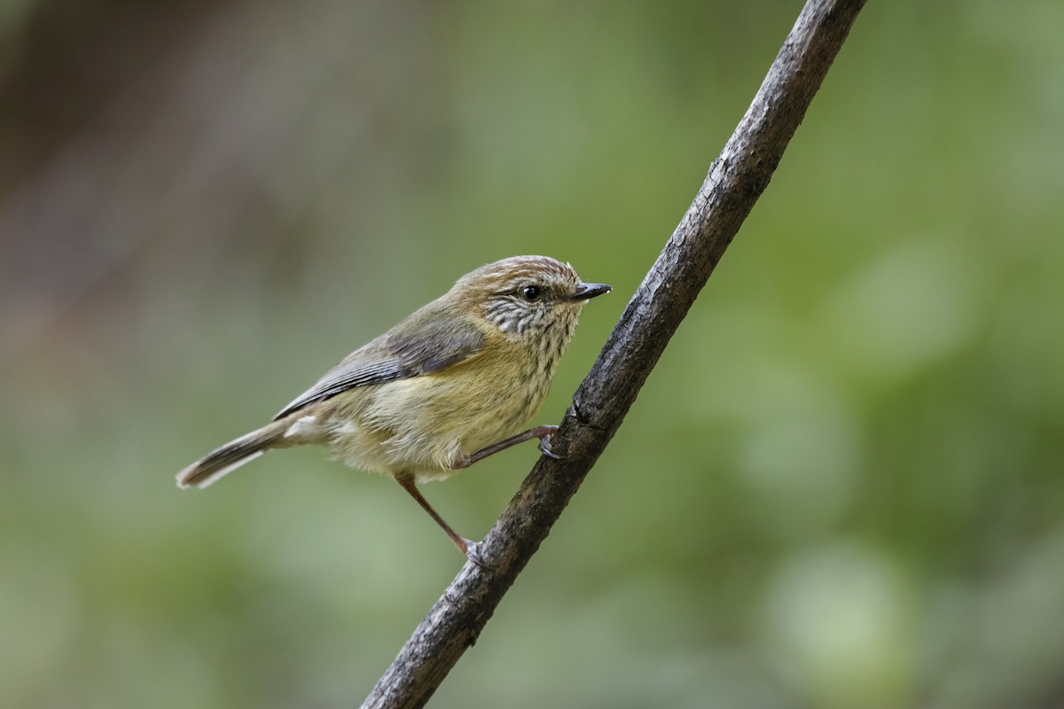 Striated Thornbill - ML266485761