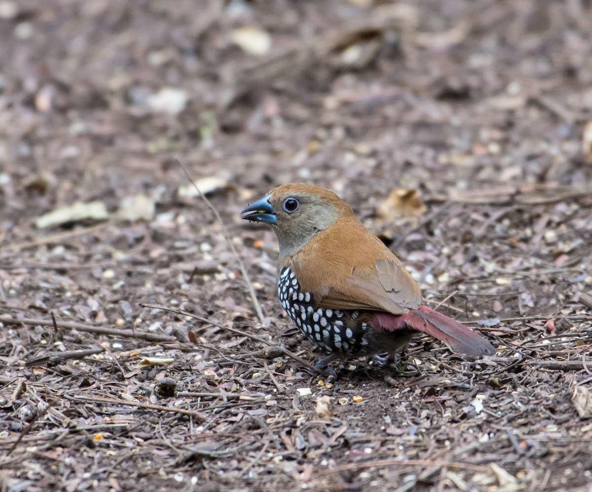Pink-throated Twinspot - ML266487441