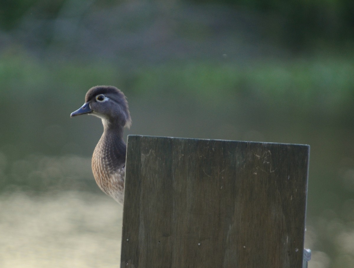 Wood Duck - ML26648851