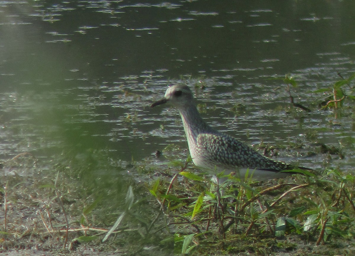 Black-bellied Plover - ML266488821