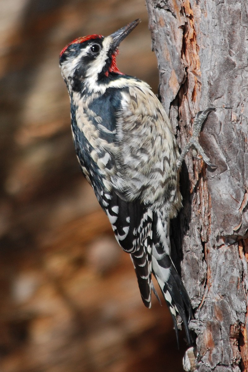 Yellow-bellied Sapsucker - ML26648991