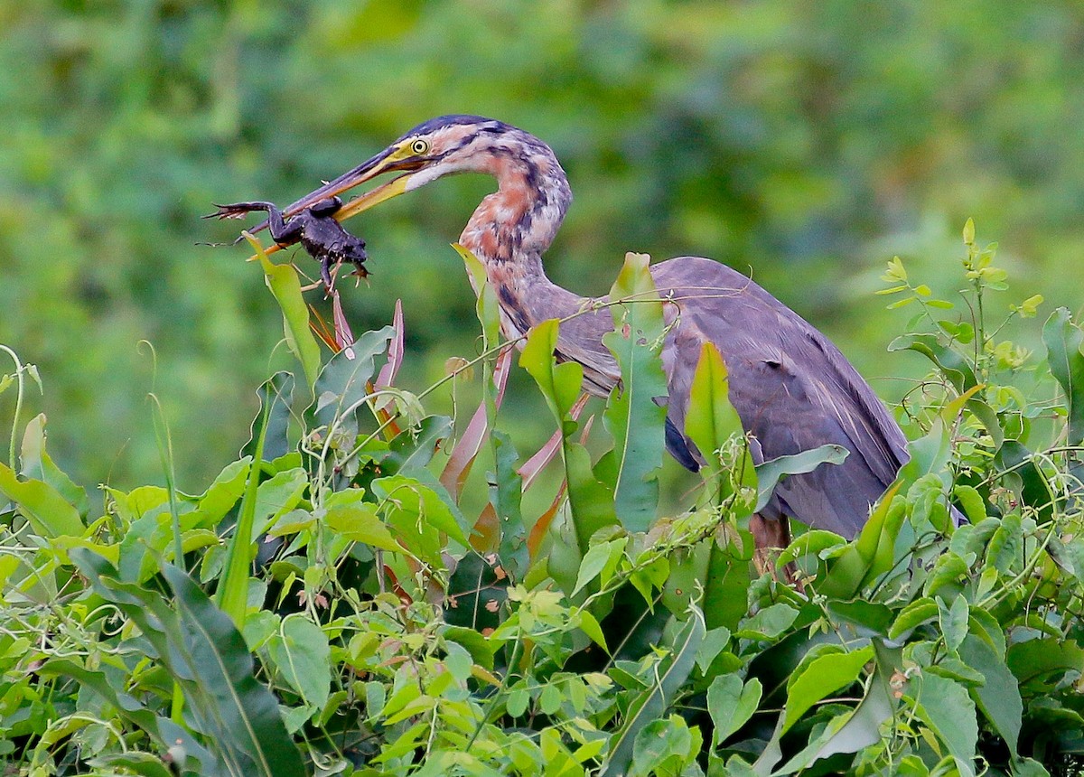 Purple Heron - Neoh Hor Kee