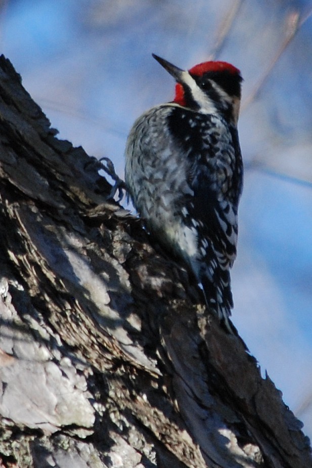 Yellow-bellied Sapsucker - ML26649031