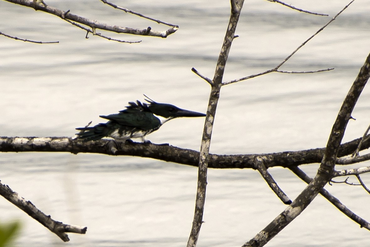 Amazon Kingfisher - ML26649161