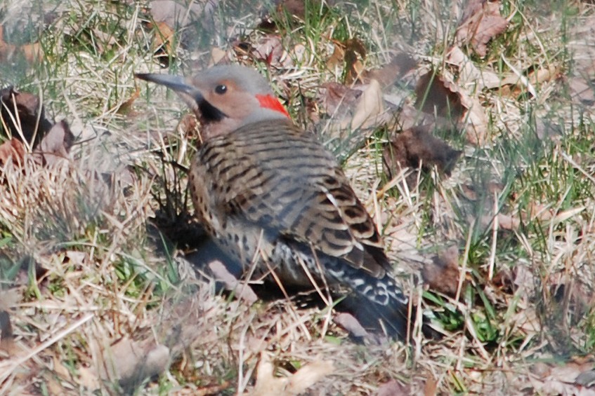 Northern Flicker - ML26649171