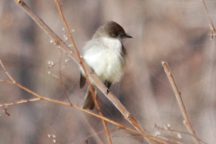 Eastern Phoebe - ML26649201