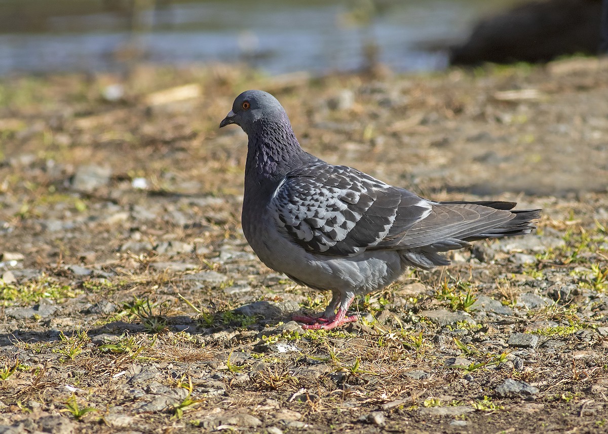 Rock Pigeon (Feral Pigeon) - ML266492401