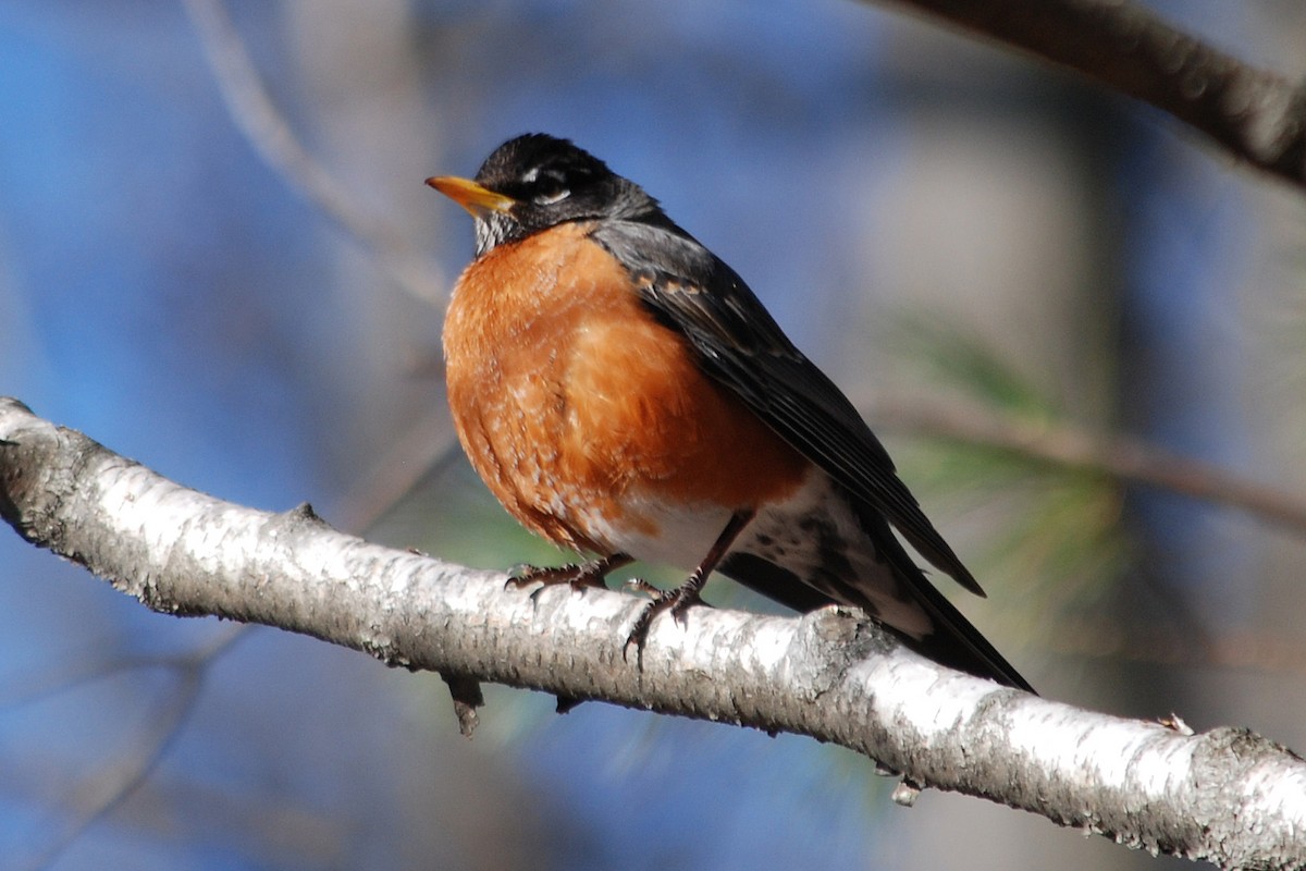 American Robin - ML26649271