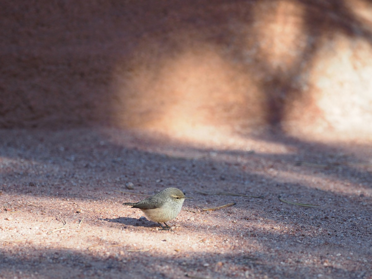 Rock Wren - ML266494171