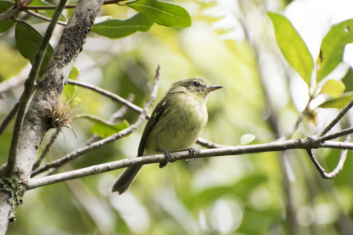 Restinga Tyrannulet - ML26649431