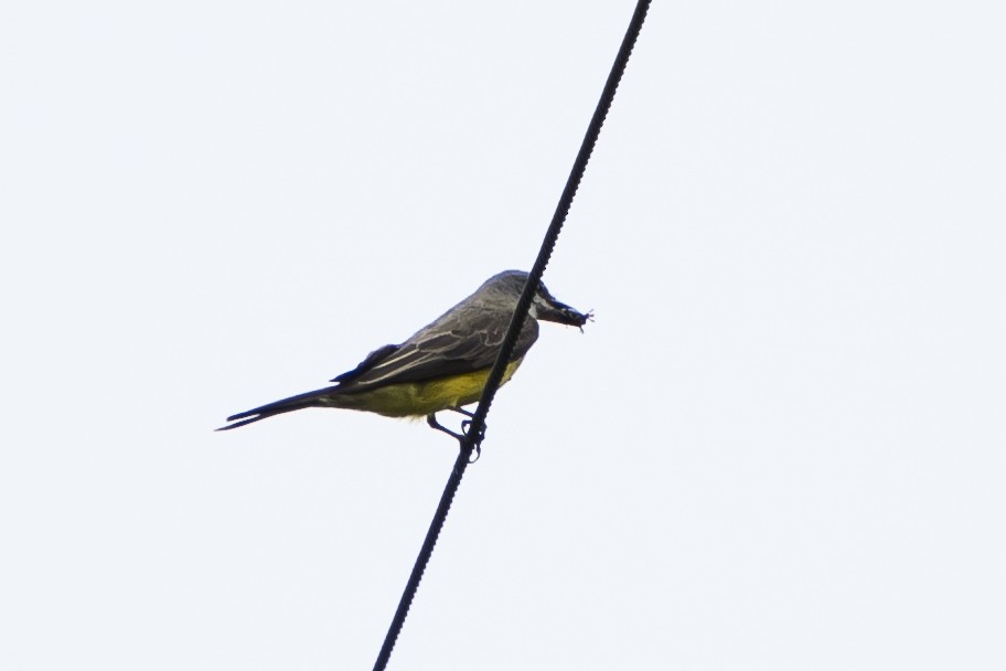 Tropical Kingbird - ML26649491