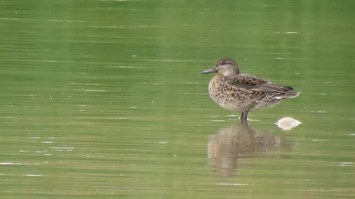 Green-winged Teal (Eurasian) - ML266495061