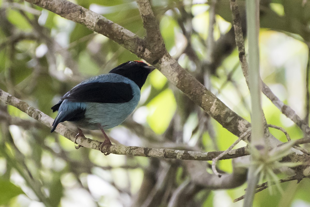 Swallow-tailed Manakin - ML26649541