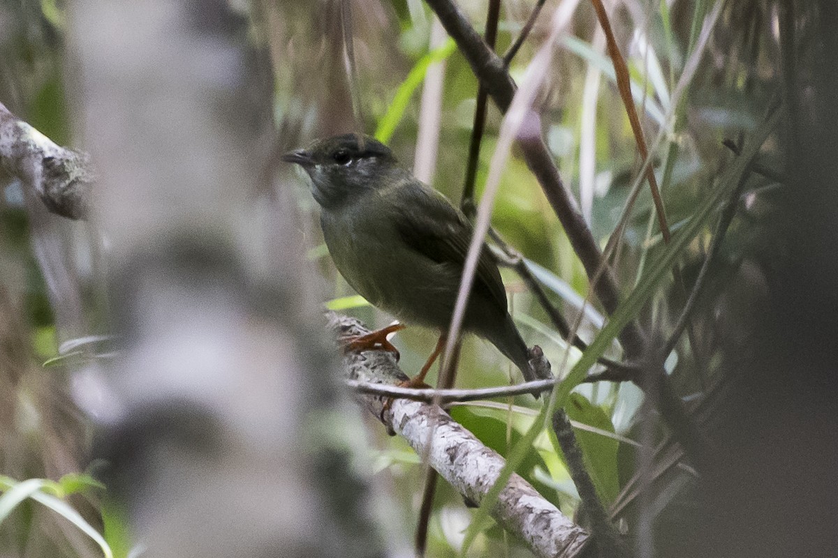 White-bearded Manakin - ML26649611