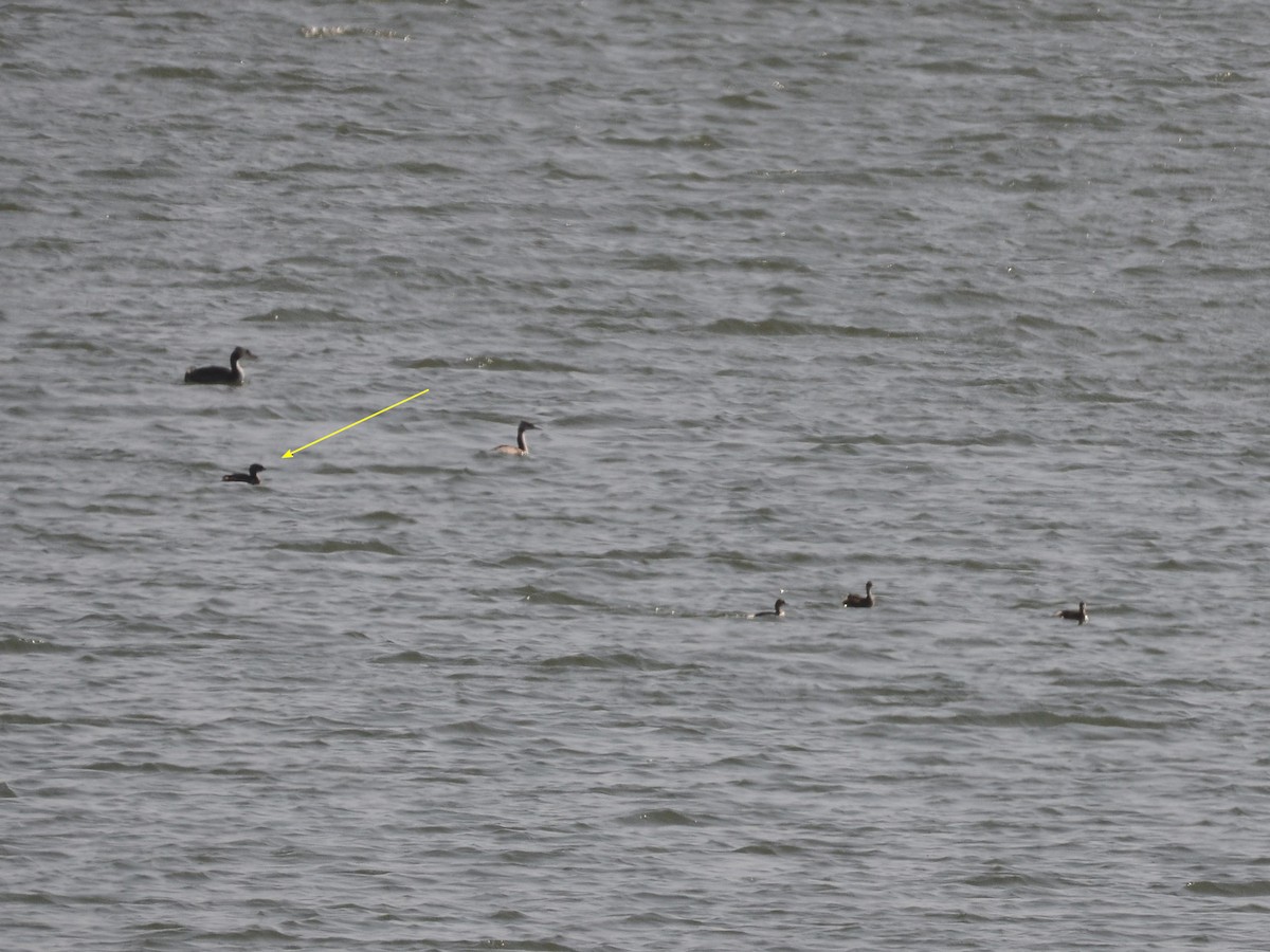 Pied-billed Grebe - ML266496611