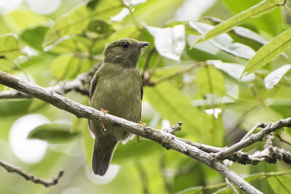 White-bearded Manakin - ML26649691