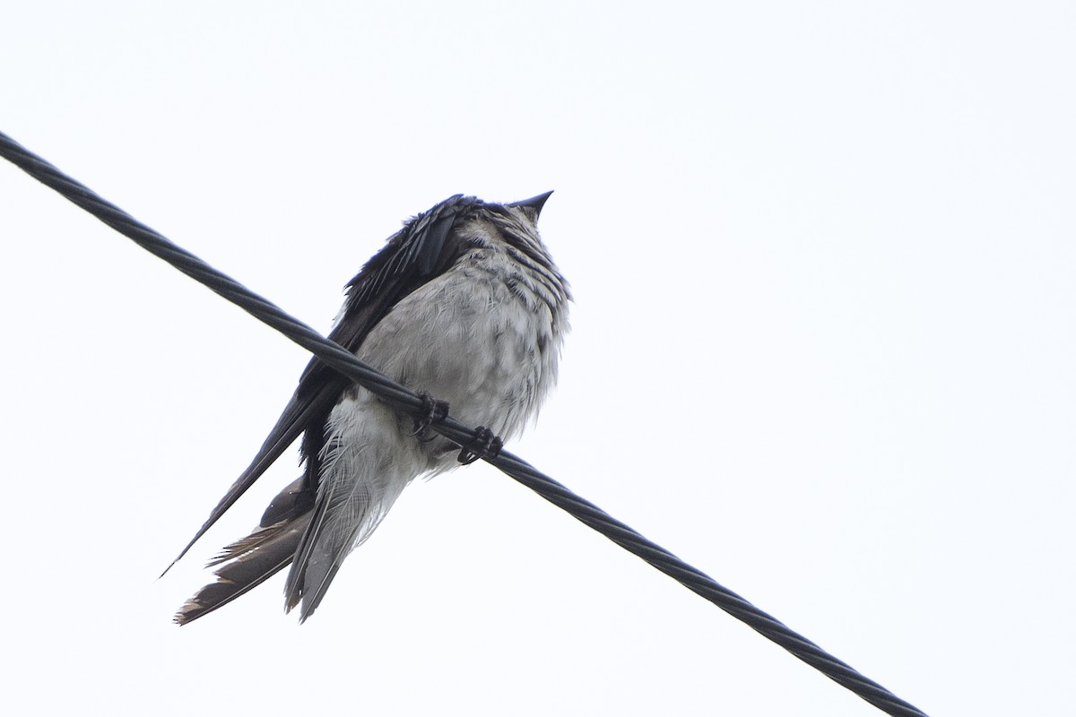 Gray-breasted Martin - ML26649811