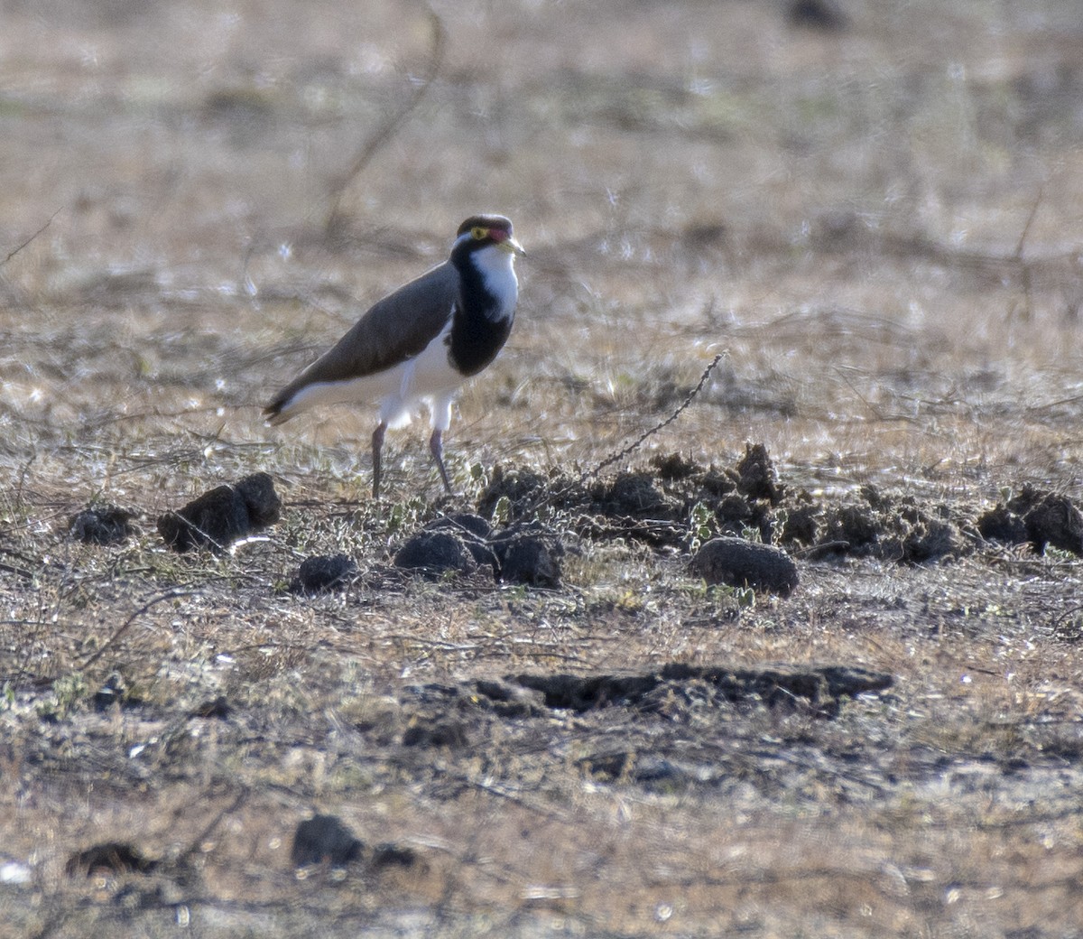 Banded Lapwing - Campbell Paine