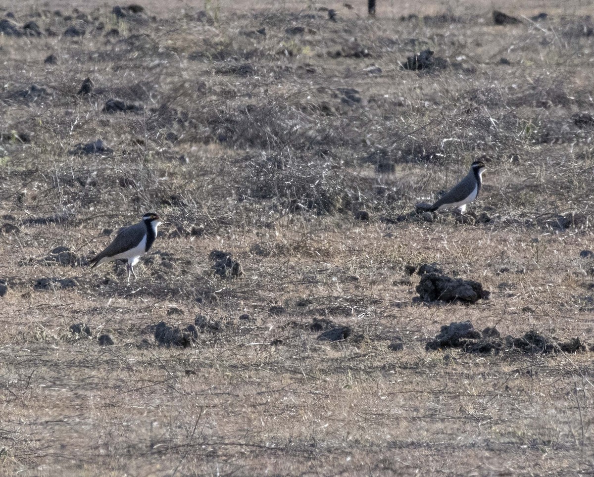 Banded Lapwing - Campbell Paine