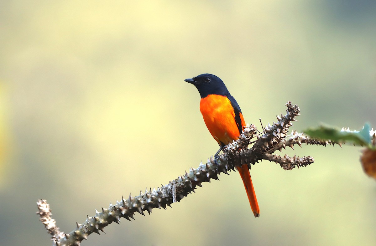 Orange Minivet - Novelkumar M S