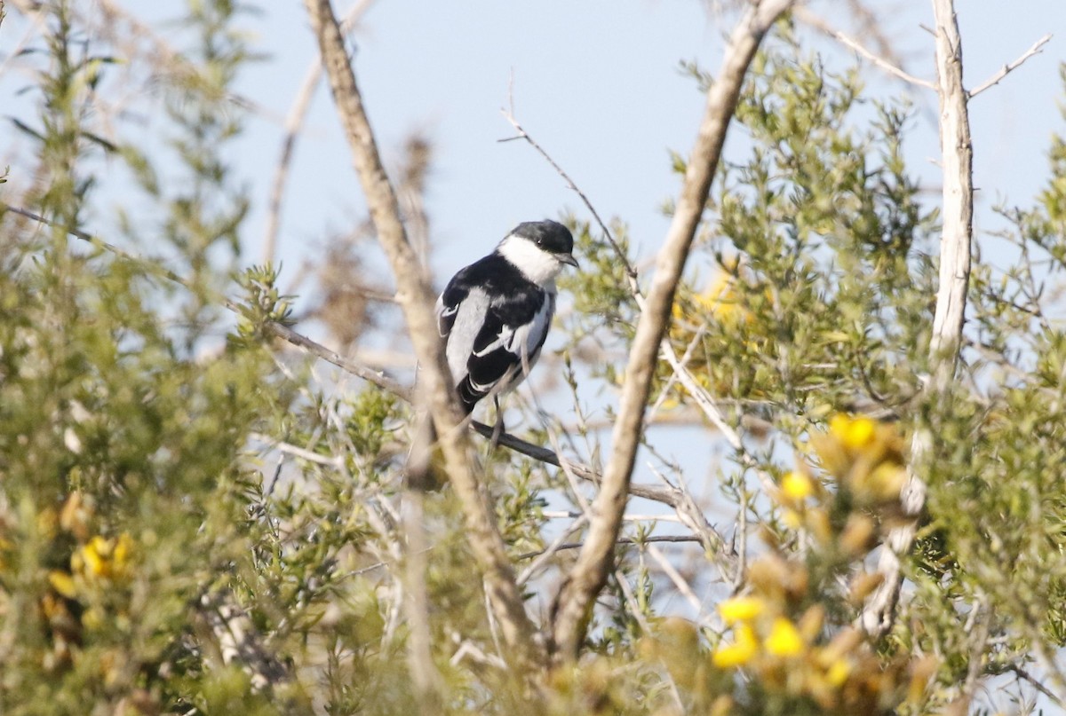 White-winged Triller - ML266500611