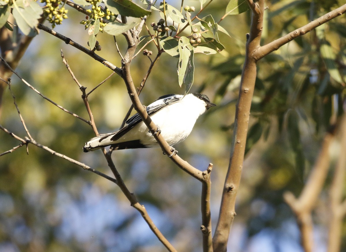 White-winged Triller - ML266500631