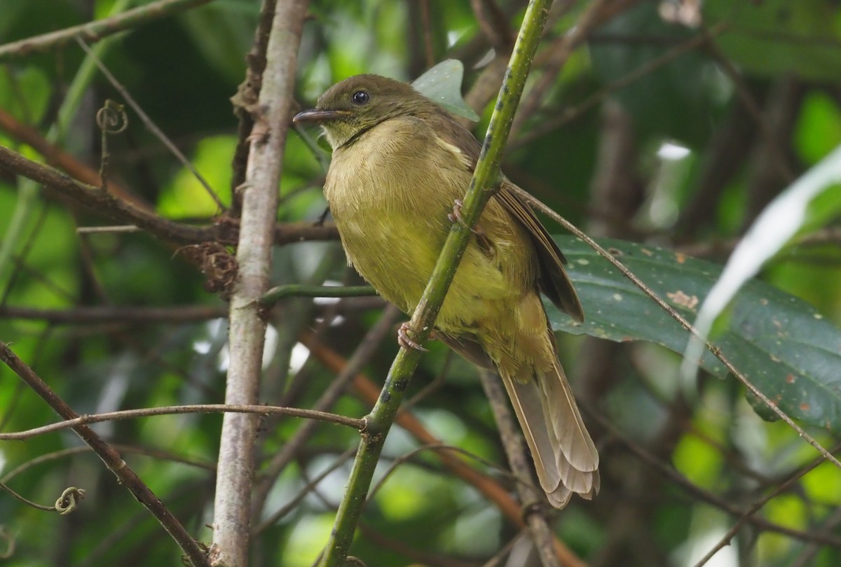 Little Greenbul - Stephan Lorenz