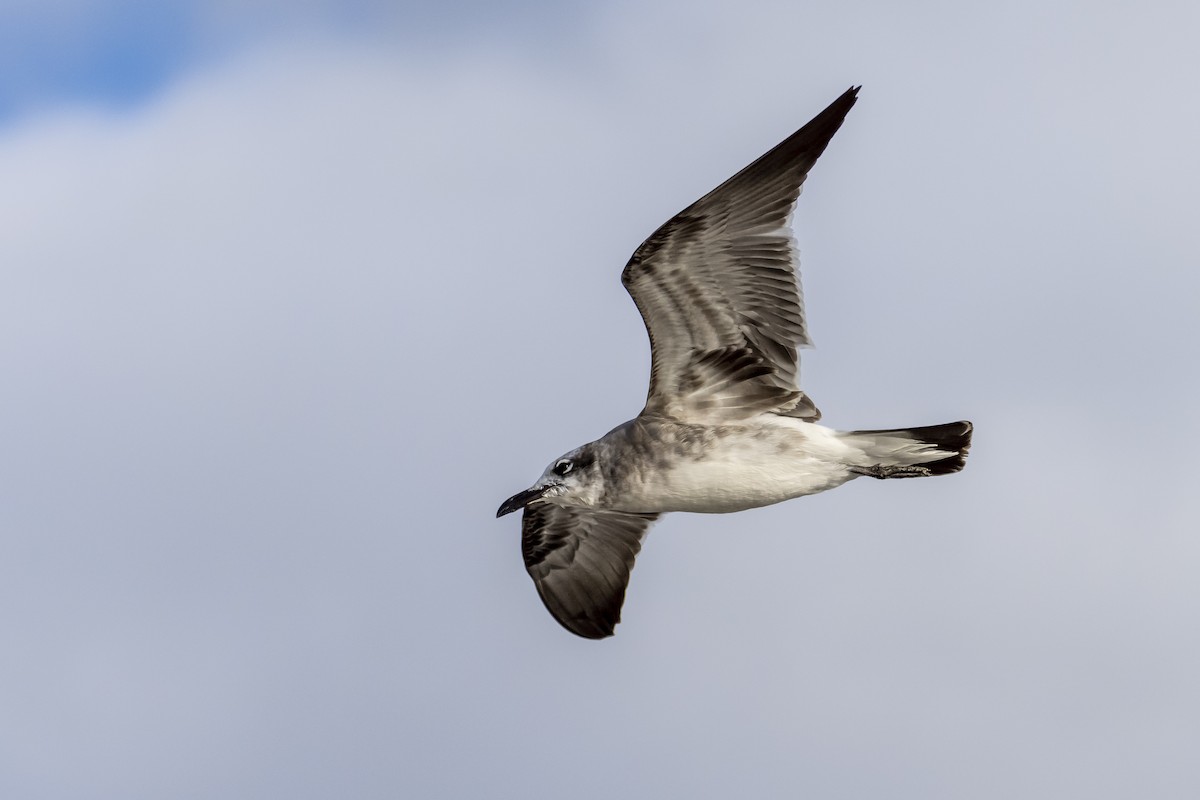 Laughing Gull - ML266501831