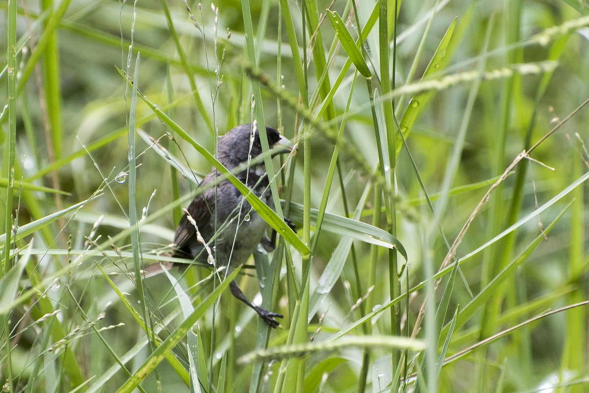 Double-collared Seedeater - ML26650201