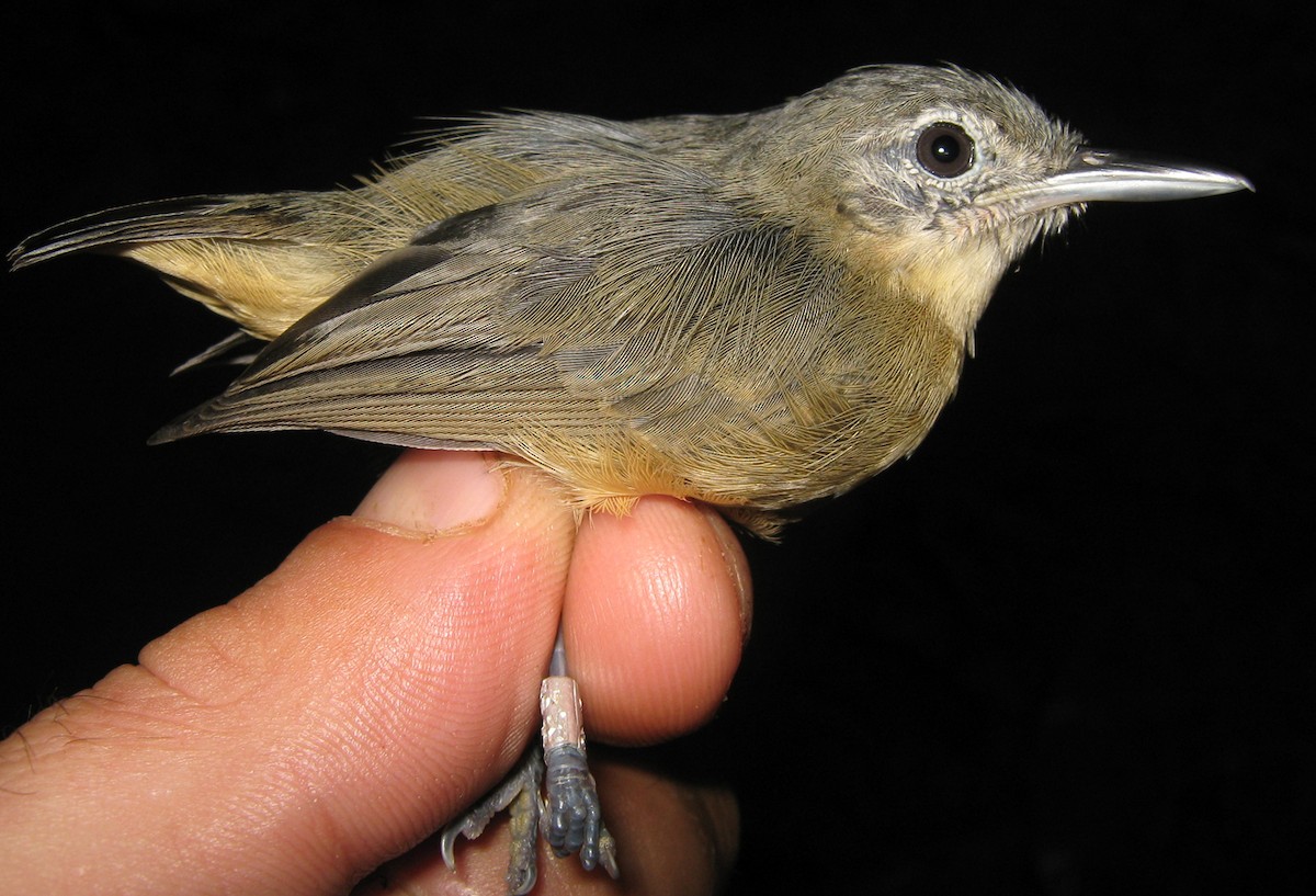 Gray Antwren - sylvain Uriot