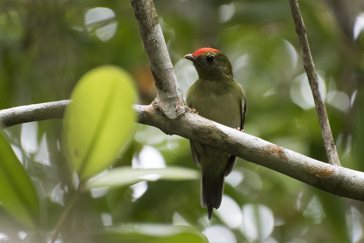 Swallow-tailed Manakin - ML26650261