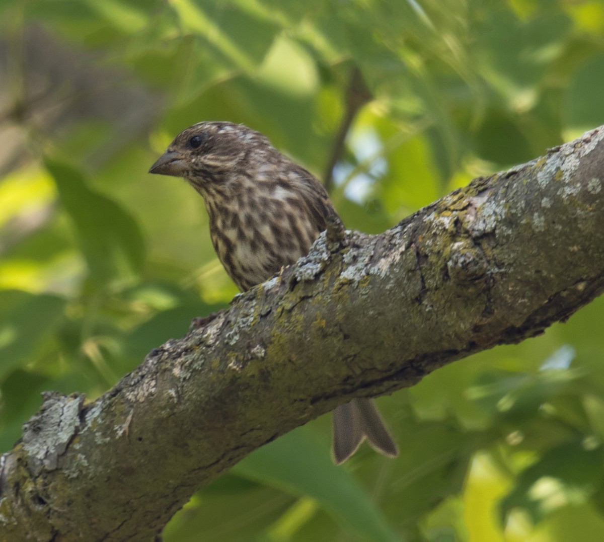 Purple Finch - Darlene Friedman