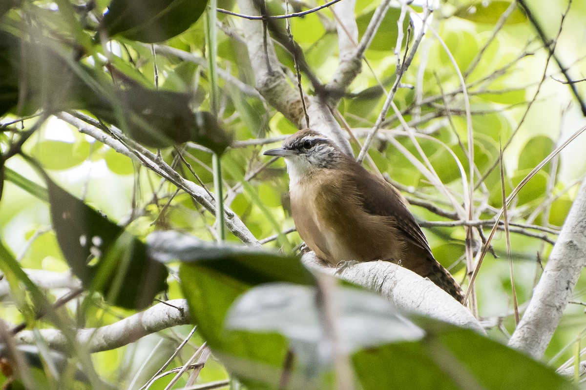 Long-billed Wren - ML26650551