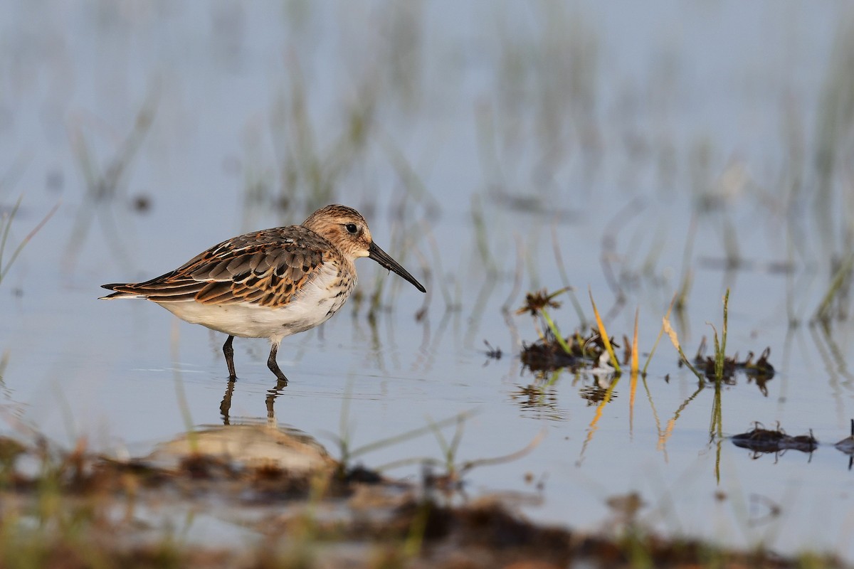 Dunlin - ML266506971