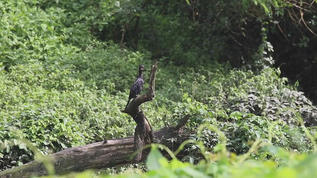 Cormorán de Java - ML266509061