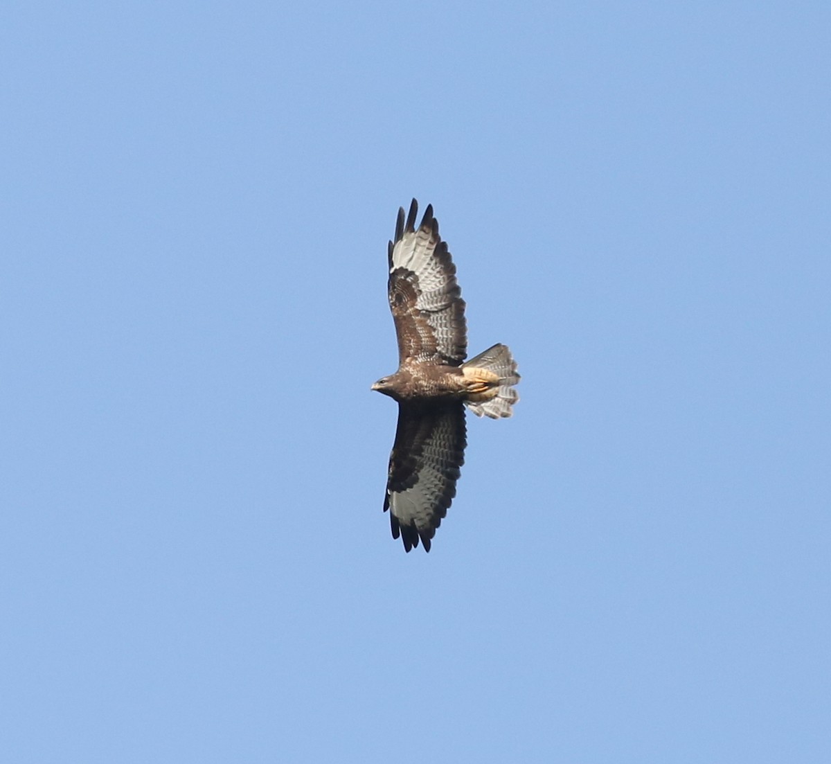 Common Buzzard - ML266509561