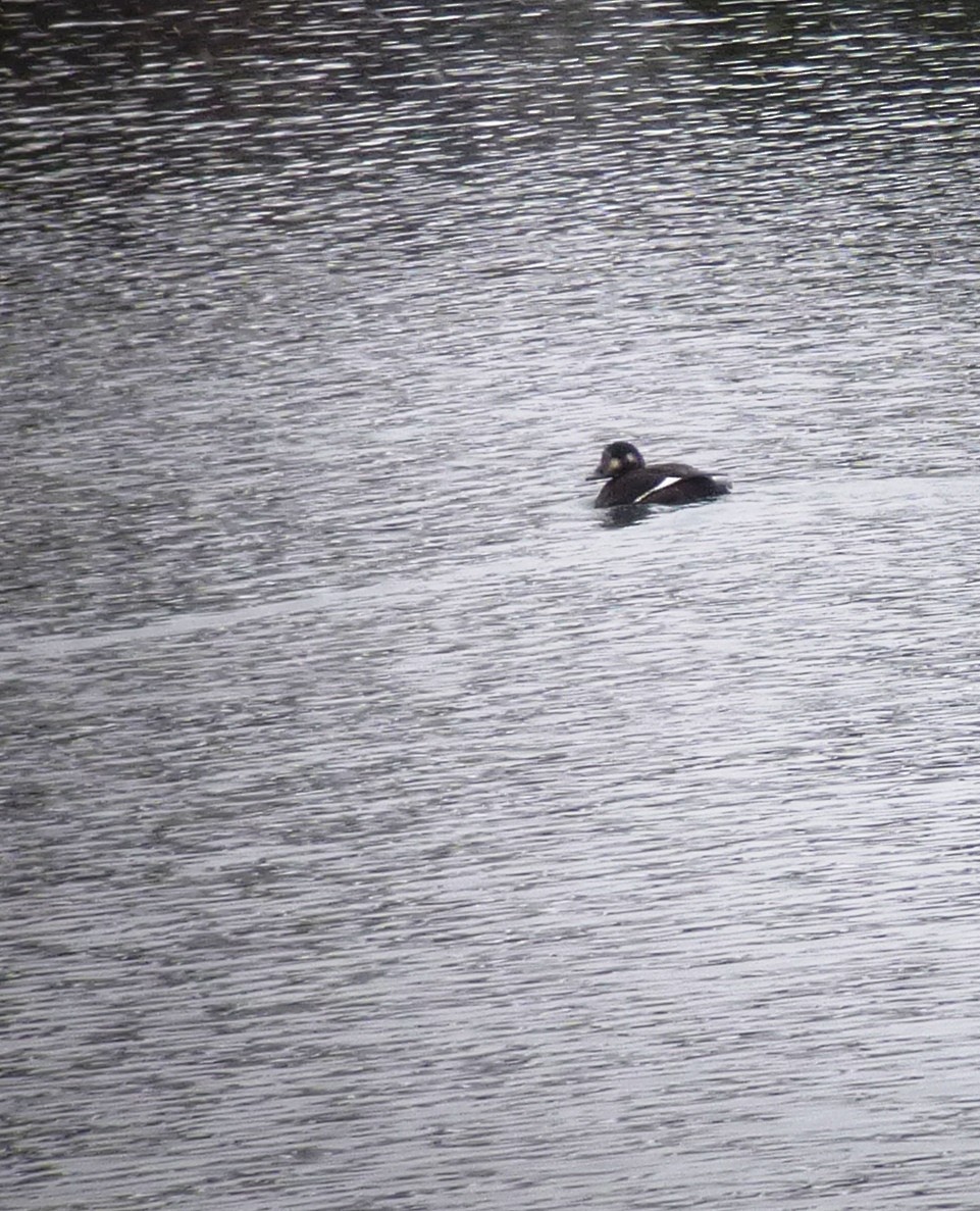 White-winged Scoter - Daniel Casey